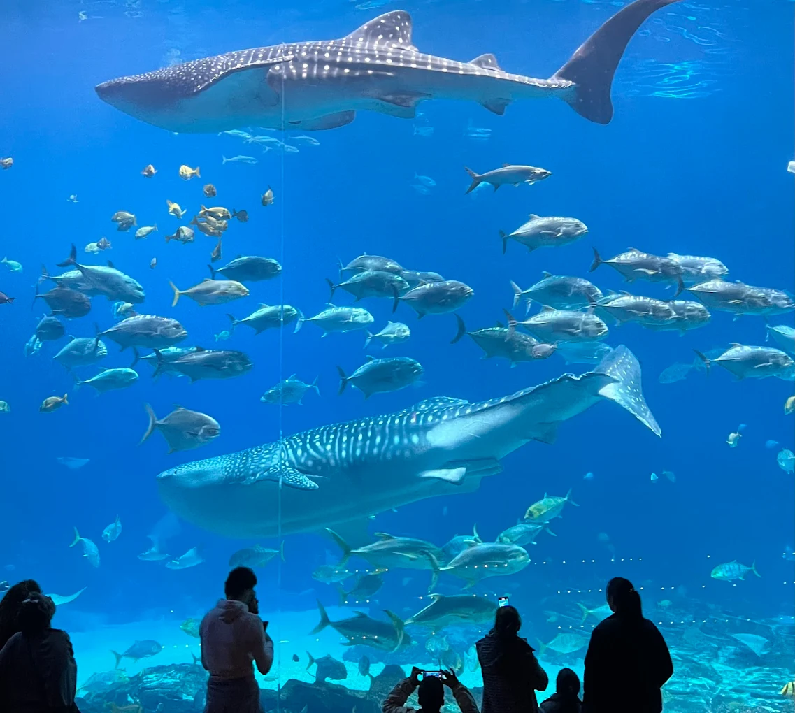 Georgia Aquarium